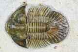 Spiny Scabriscutellum Trilobite - Foum Zguid, Morocco #108753-3